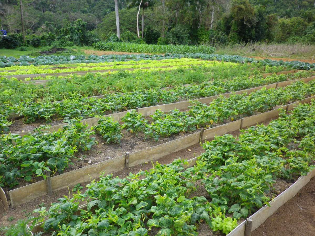 Organic Farm08.jpg
